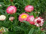 Paper Daisies Pink 